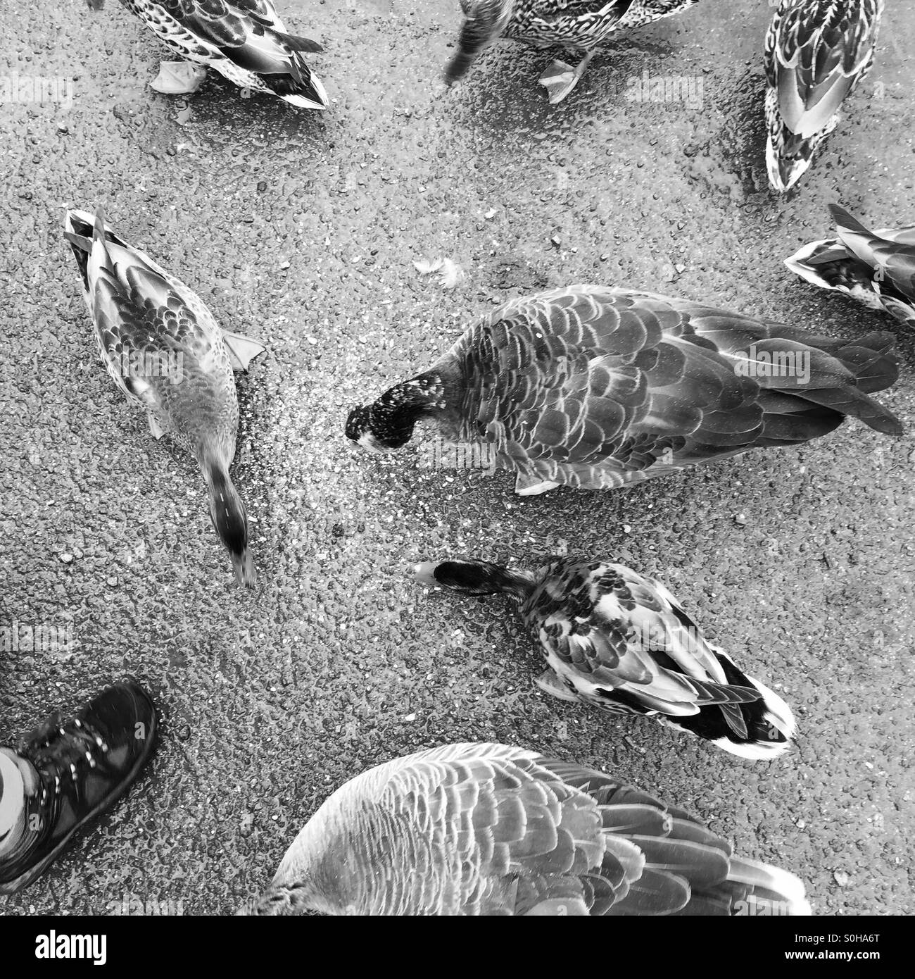 Feeding the ducks Stock Photo - Alamy