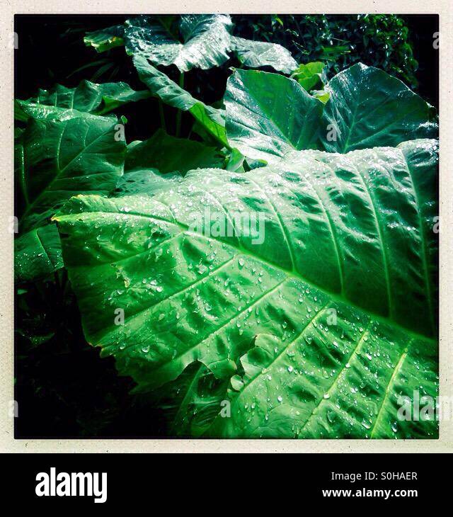 Elephant ear with dew drops - Smartphone Captured Stock Image