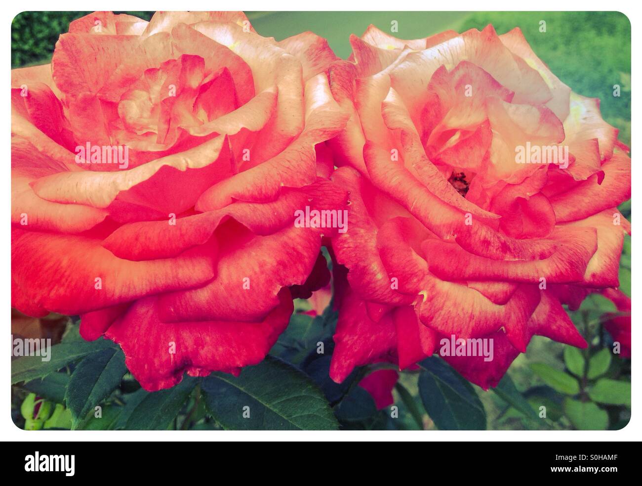 Closeup of vintage flowers Stock Photo