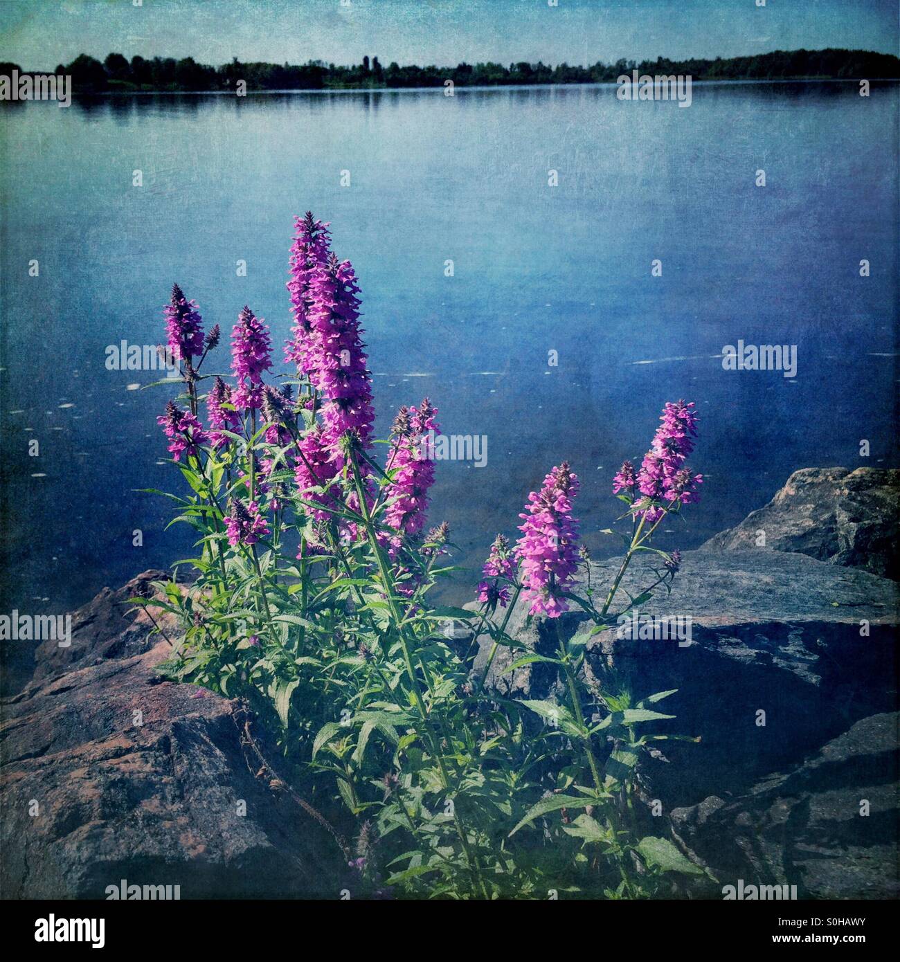 Purple wild flowers on river bank in front of Ottawa river in Quebec - Smartphone Captured Stock Image