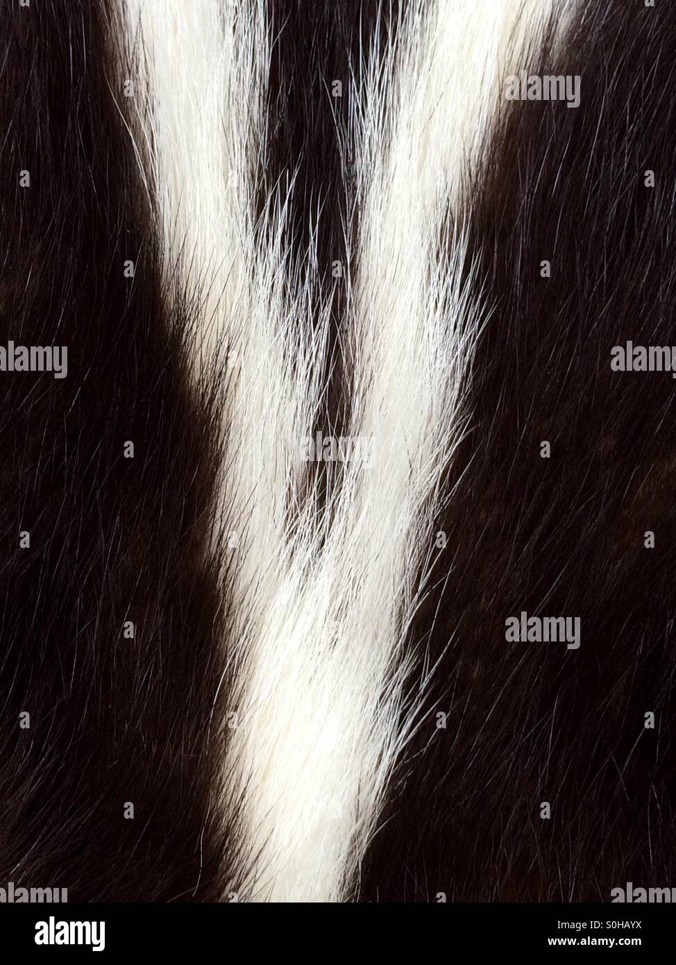 Skunk fur forms the letter V - Smartphone Captured Stock Image