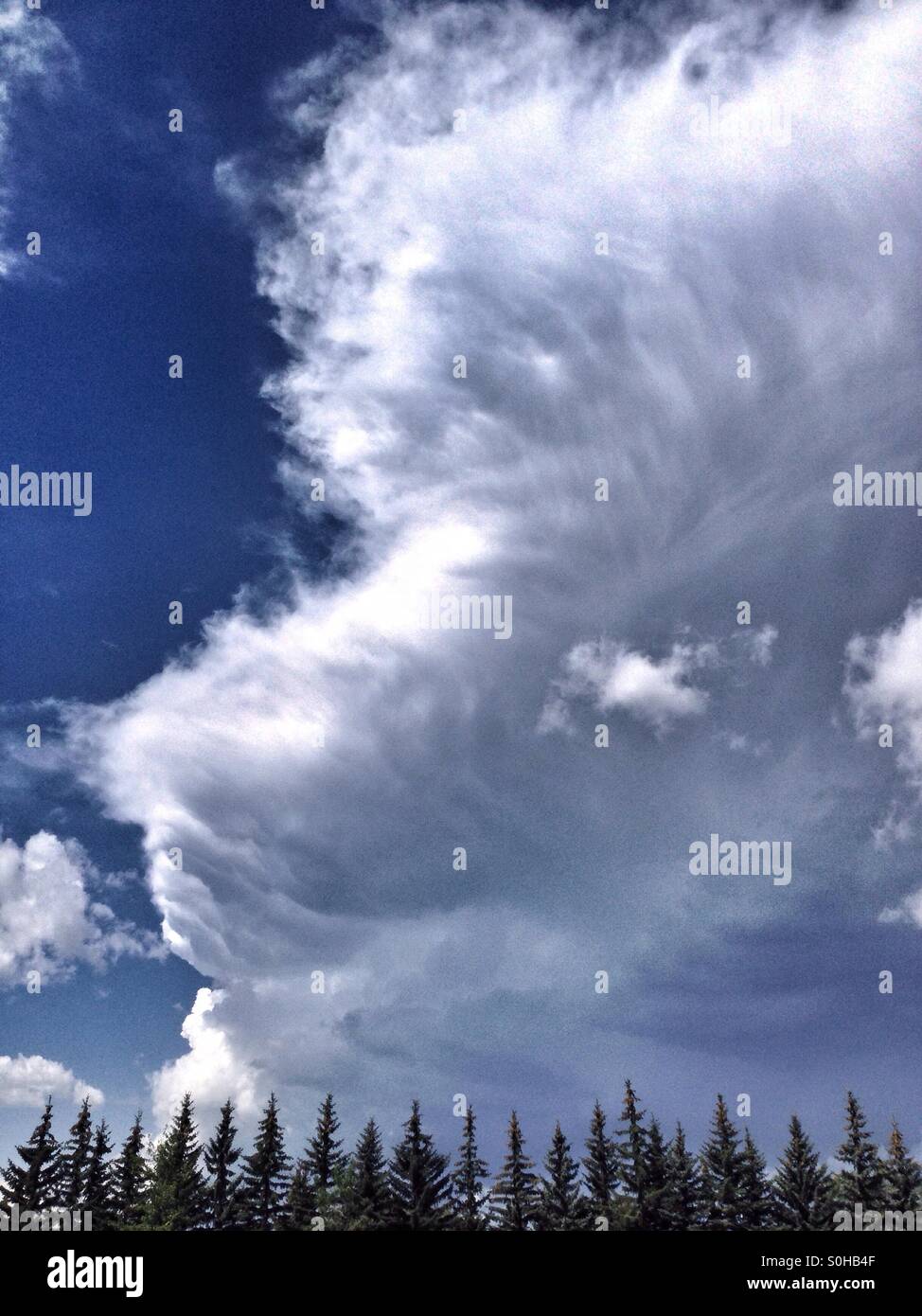 The edge of a large Cumulonimbus cloud above a line of fir trees. Calgary, Alberta, Canada. July 2015. - Smartphone Captured Stock Image