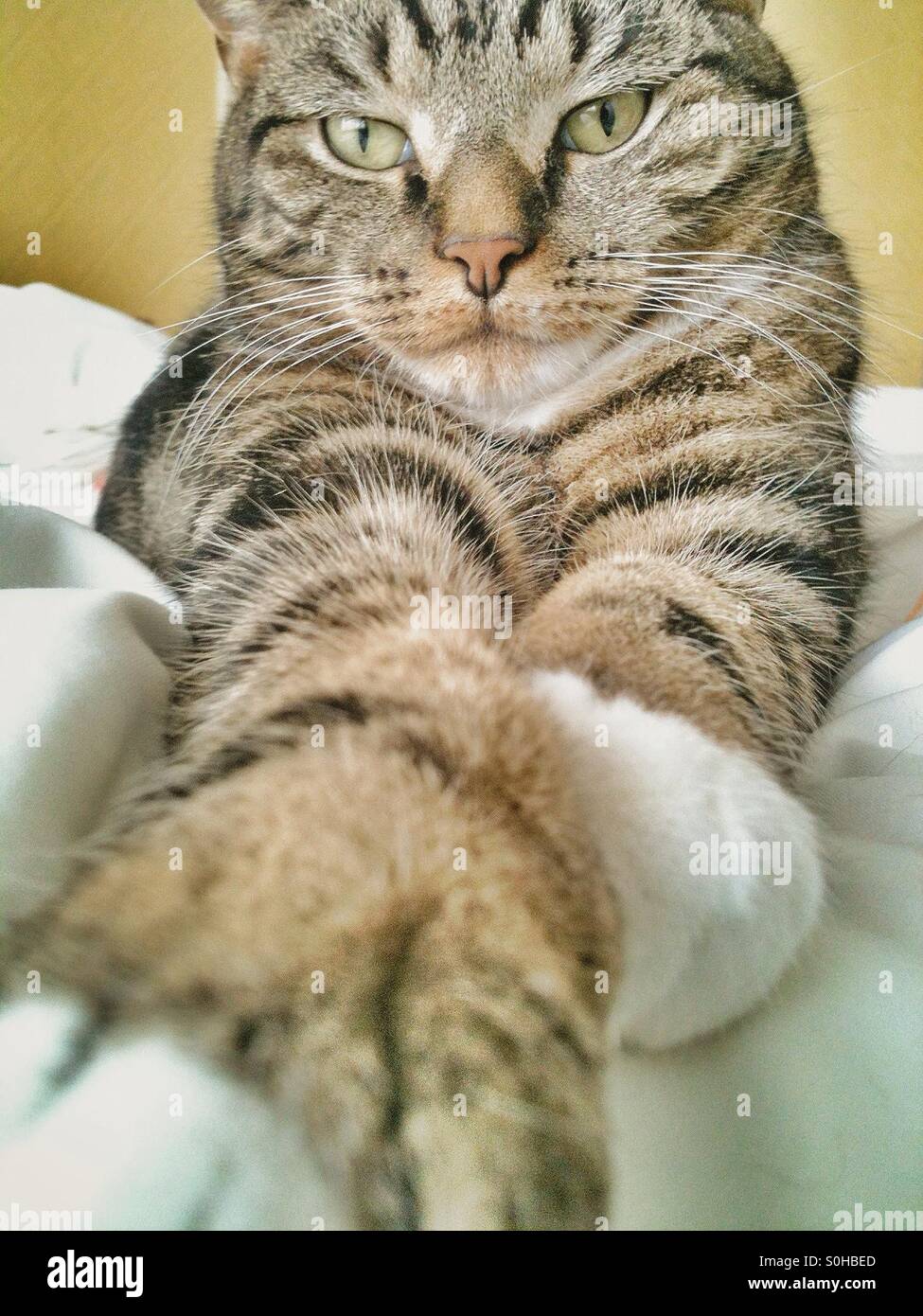 Male tabby cat Stock Photo Alamy