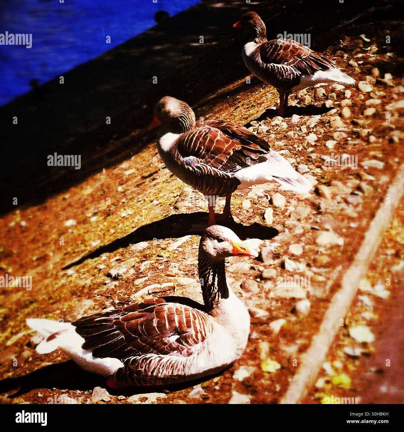 Greyish geese - Smartphone Captured Stock Image
