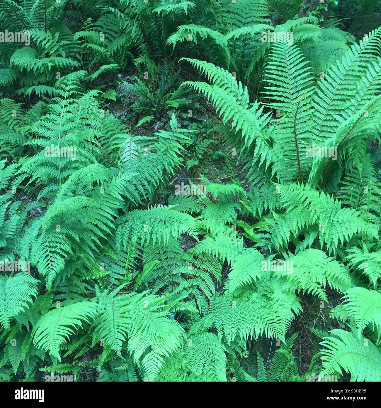 Sea of green Stock Photo Alamy