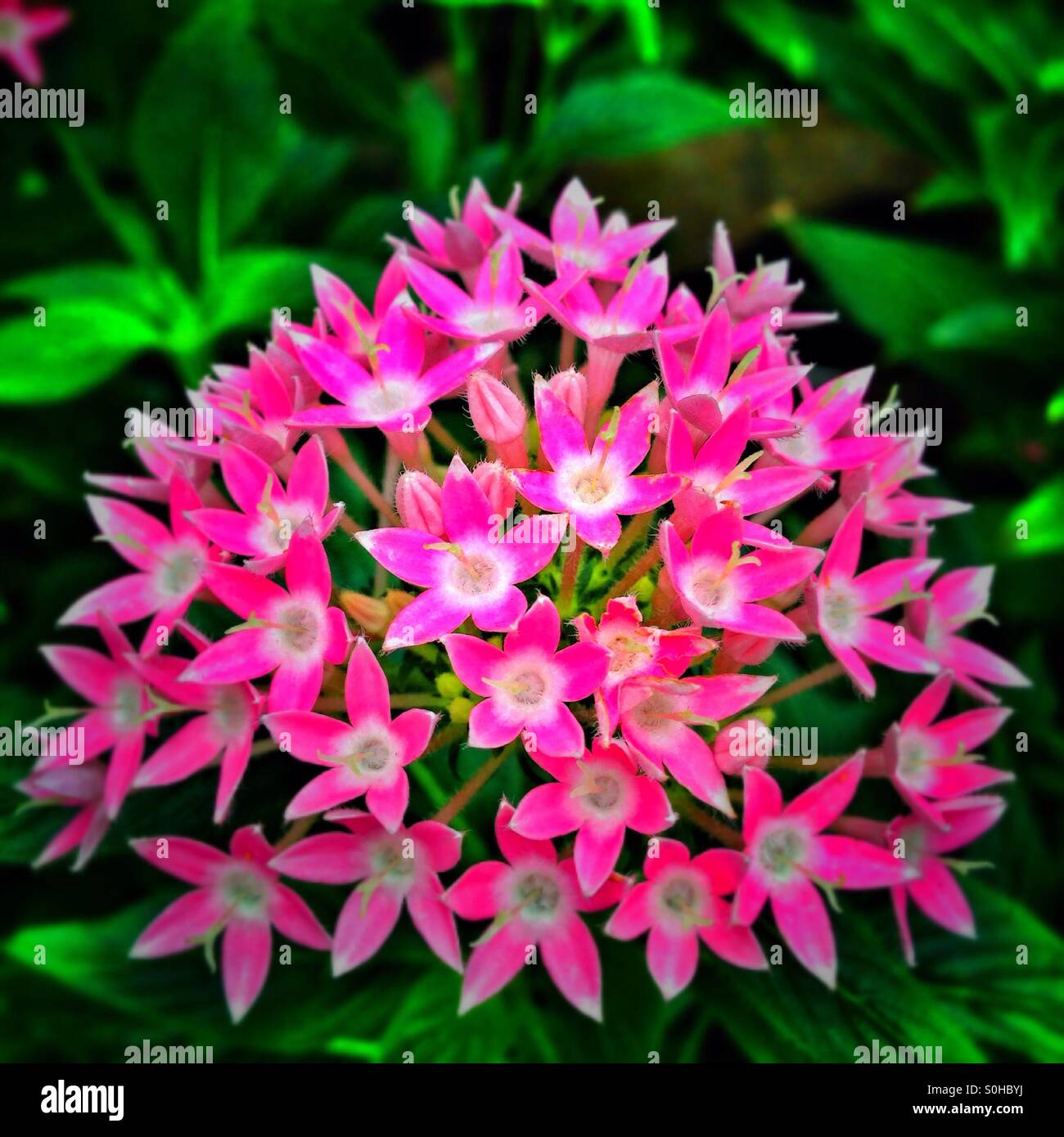 Egyptian Star - Smartphone Captured Stock Image