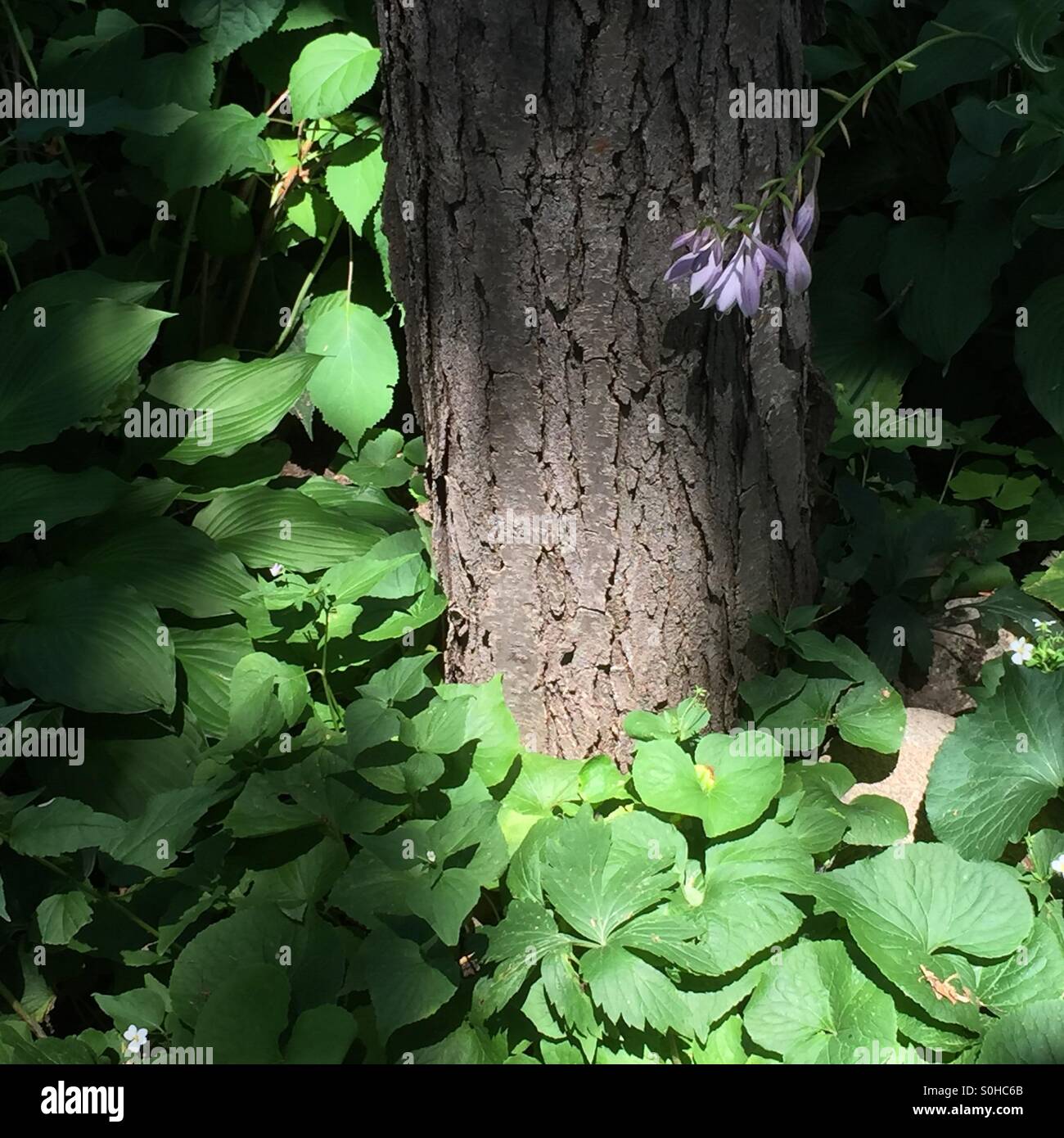 Hostas Under Pine Trees