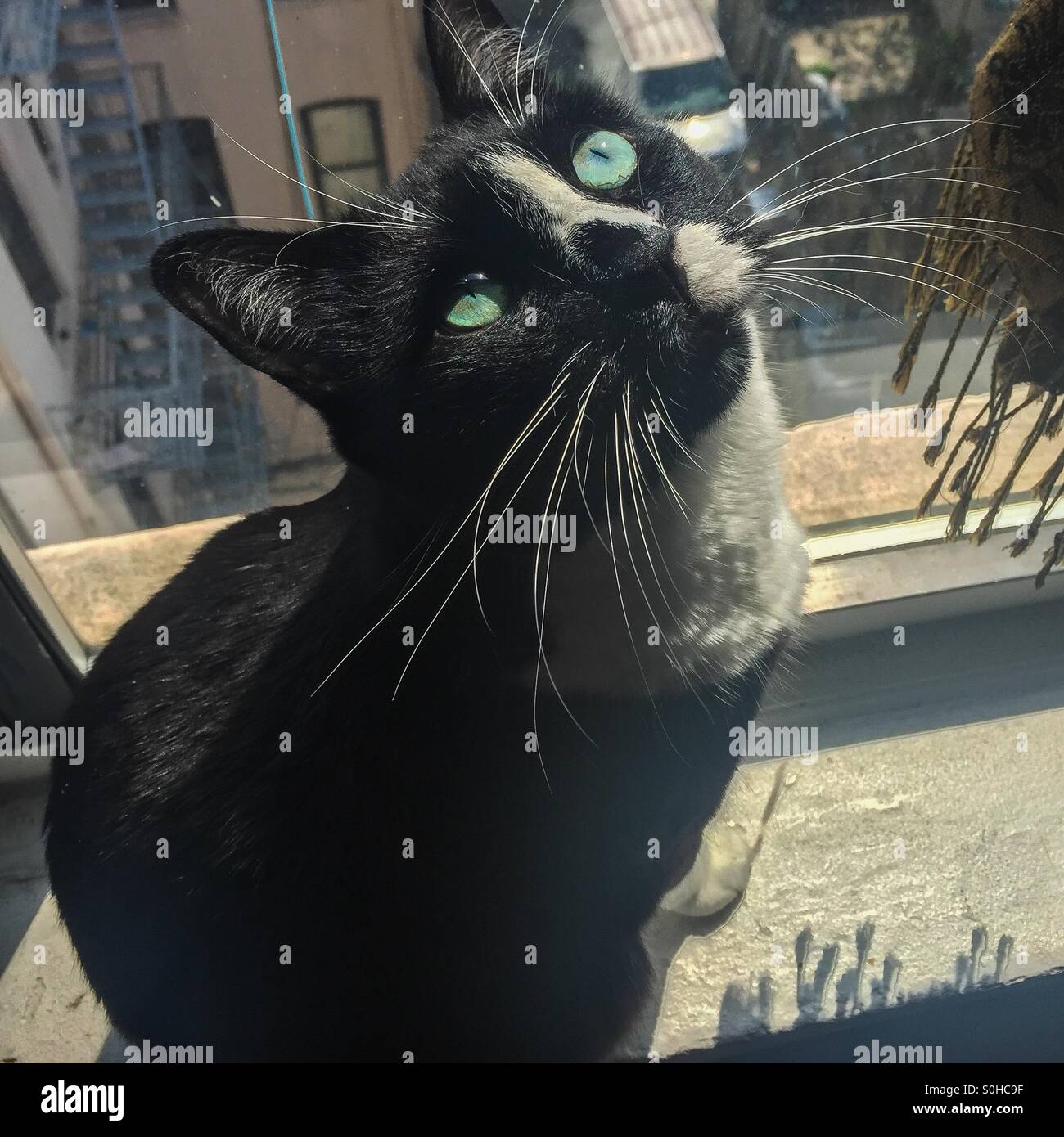 Tuxedo cat on a windowsill looking up at owner. - Smartphone Captured Stock Image