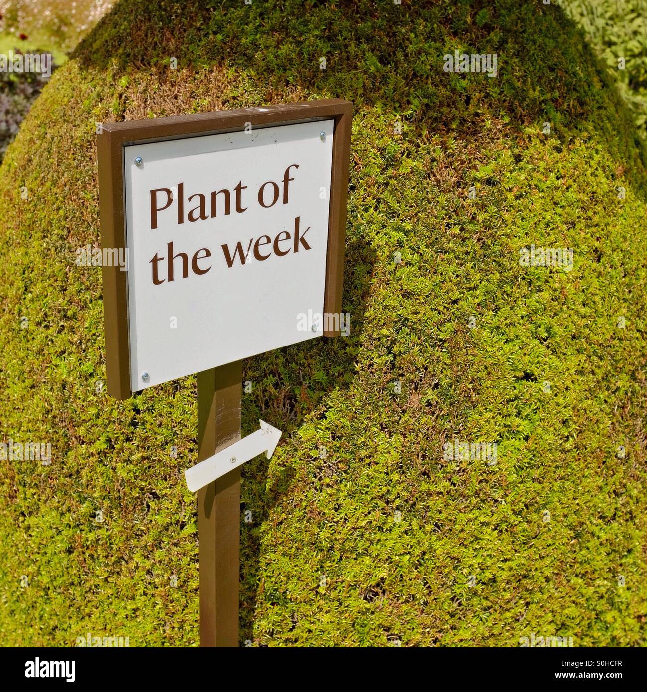 Plant of the Week ! and the winner is ... Stock Photo
