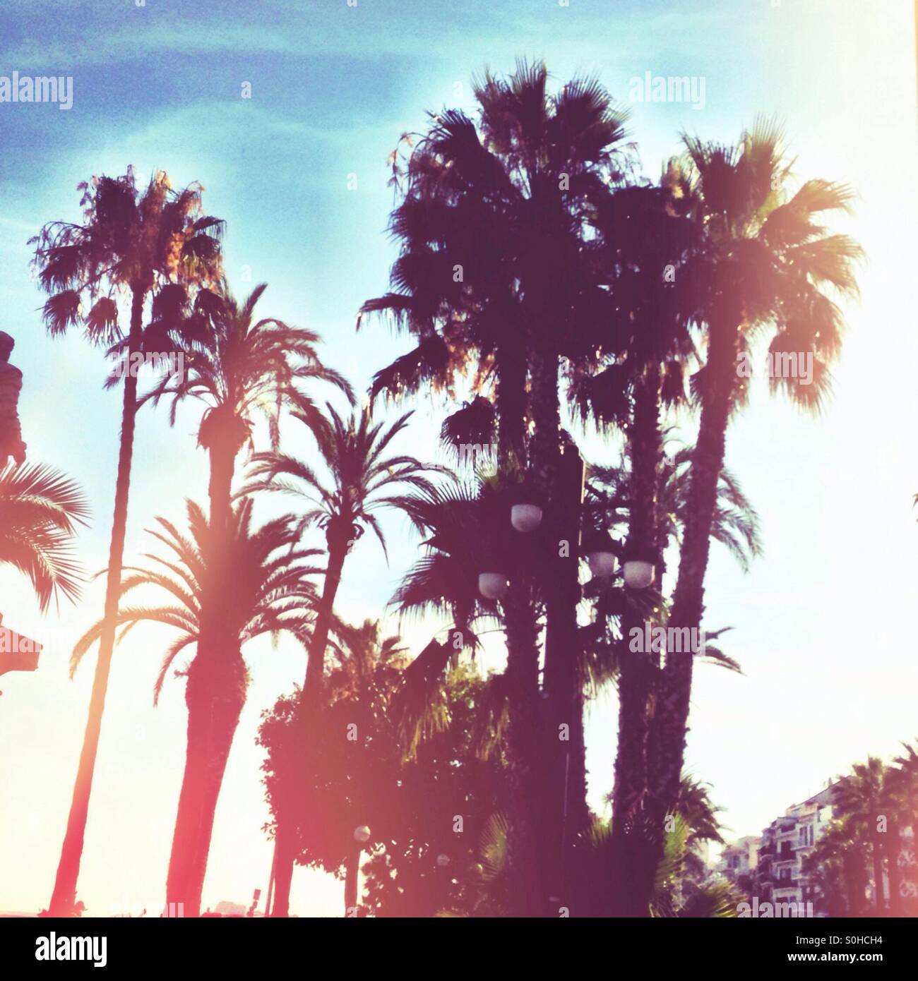 Palm trees in Spain Stock Photo Alamy