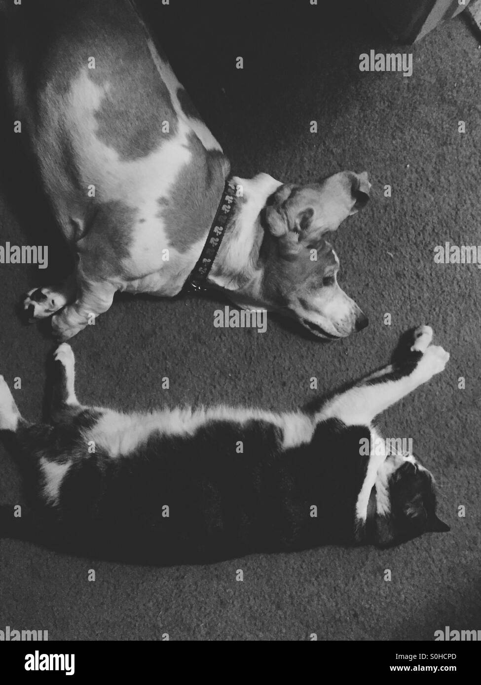 Overhead view of basset hound and cat. Stock Photo