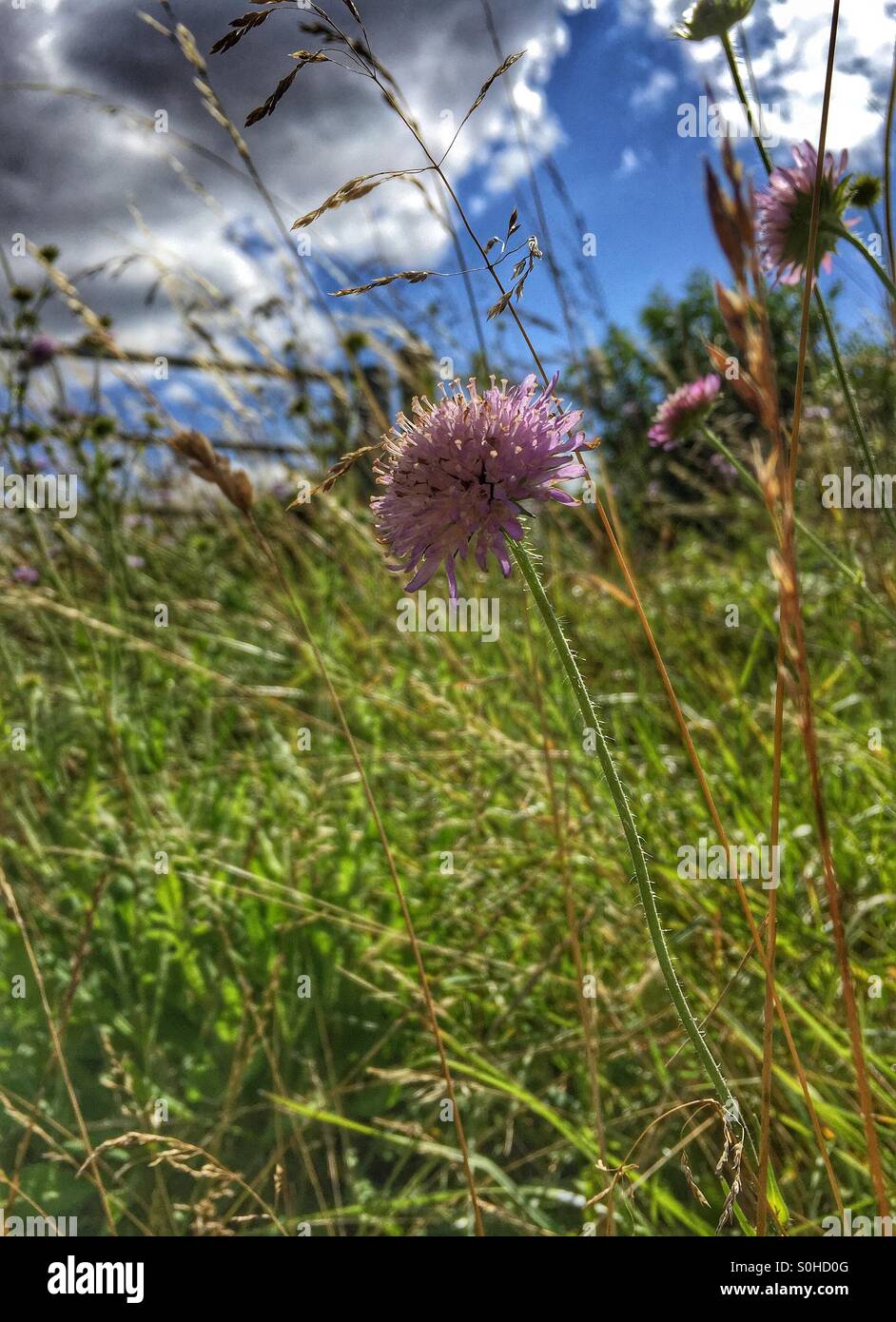 Wildflower in sunshine Stock Photo