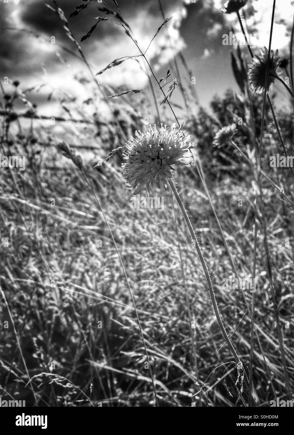 Wildflower in summer - black and white Stock Photo