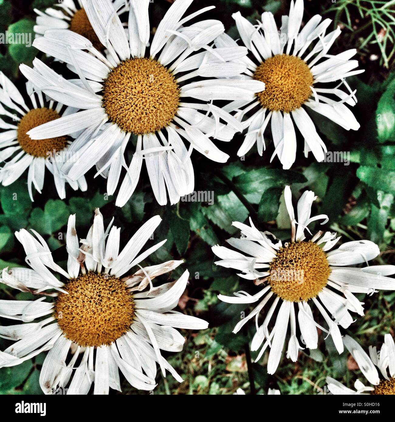 Fading Marguerite Flowers Stock Photo
