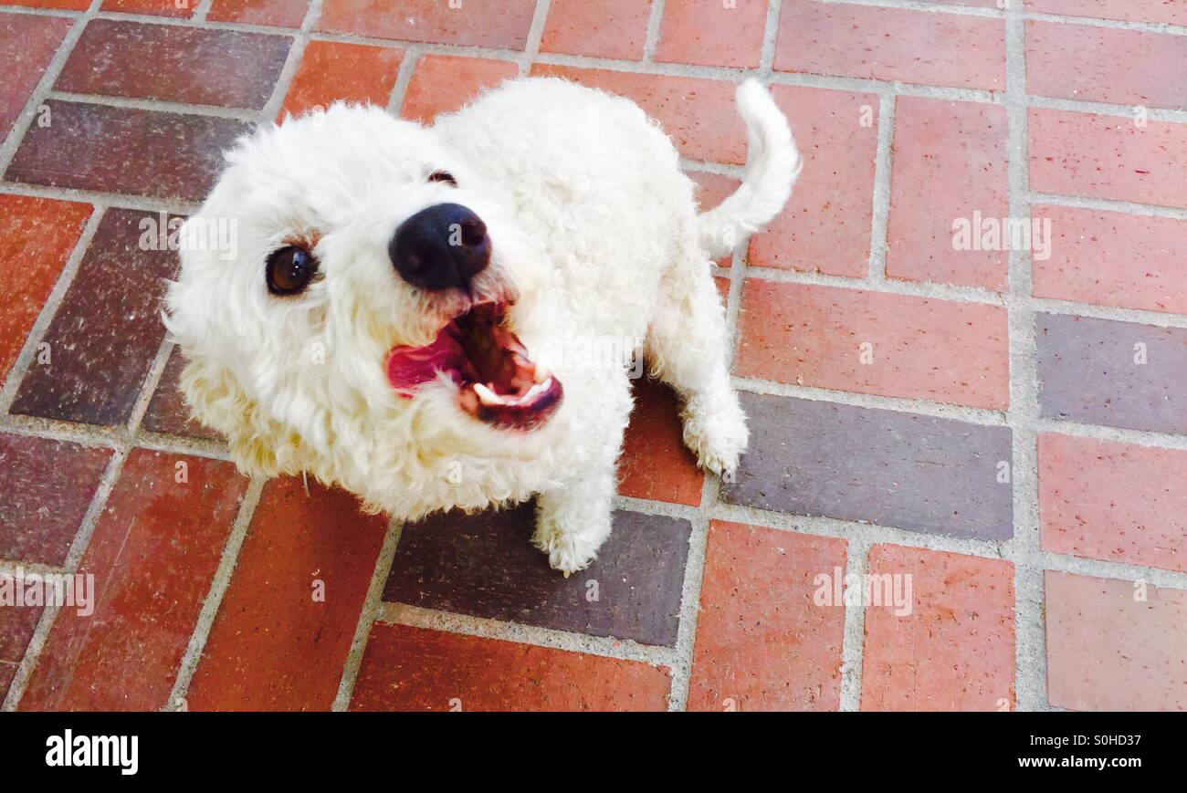 Dog licking lips asking for more treats Stock Photo Alamy