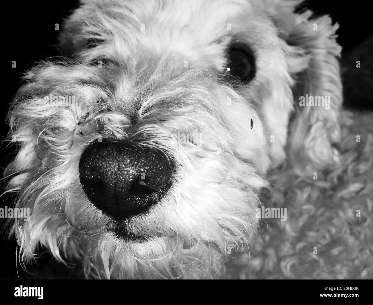 Dog stares into camera Black and White Stock Photos & Images Alamy