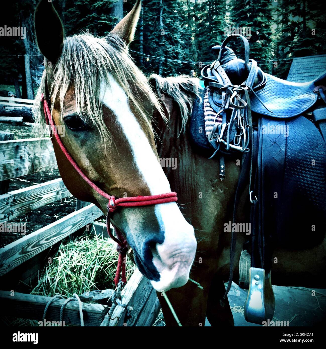 Pack horse morning feed and tack before another full day ride. Stock Photo