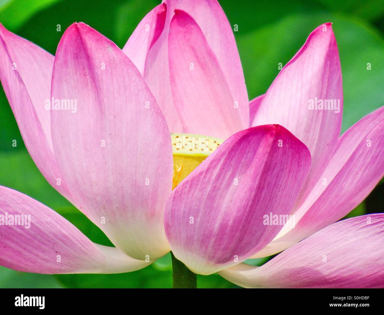 Pink lotus close up - Smartphone Captured Stock Image
