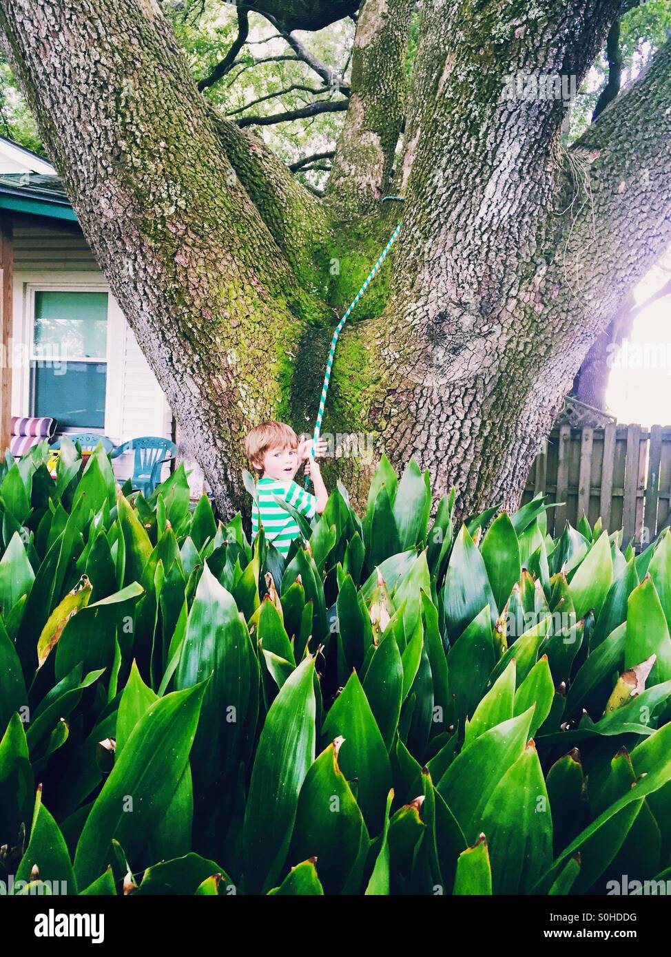 Climbing an oak tree at grandmas house. Stock Photo