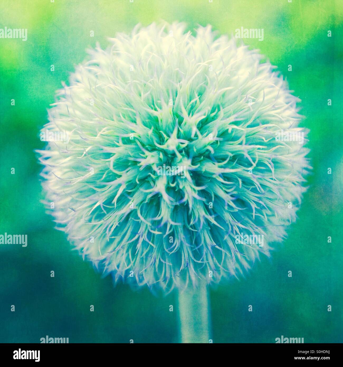 Round garden plant flower head Stock Photo Alamy