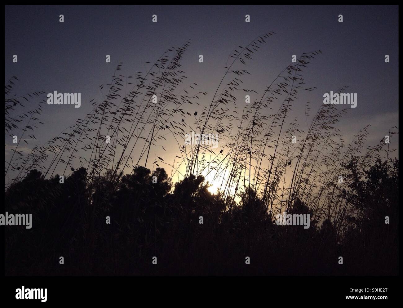 Dry grass against a backdrop of the setting Sun, Catalonia, Spain. - Smartphone Captured Stock Image