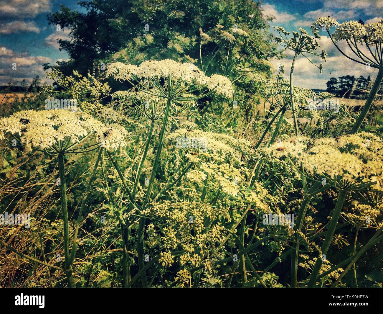 English roadside weeds hi-res stock photography and images - Alamy