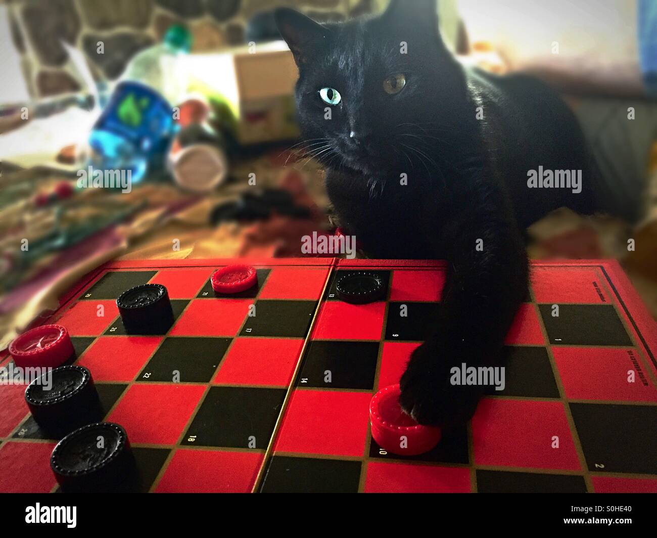 Cat Playing Checkers Stock Photo Alamy