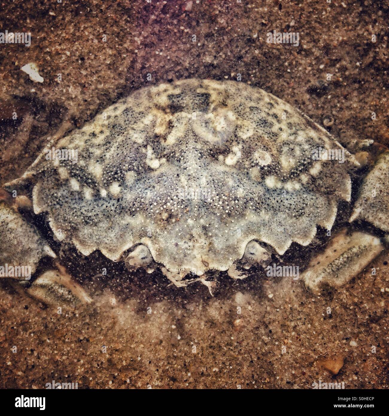 Crab digging itself into the Sand of the North Sea to Hide and protect - Smartphone Captured Stock Image