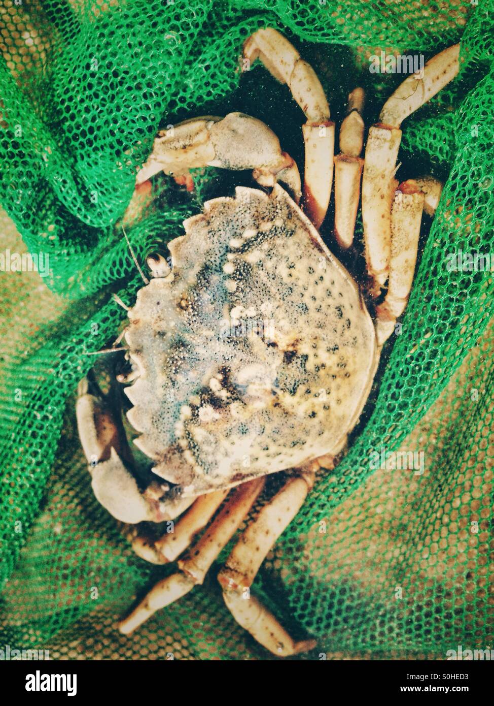 A Shore crab Caught in a Net - Smartphone Captured Stock Image