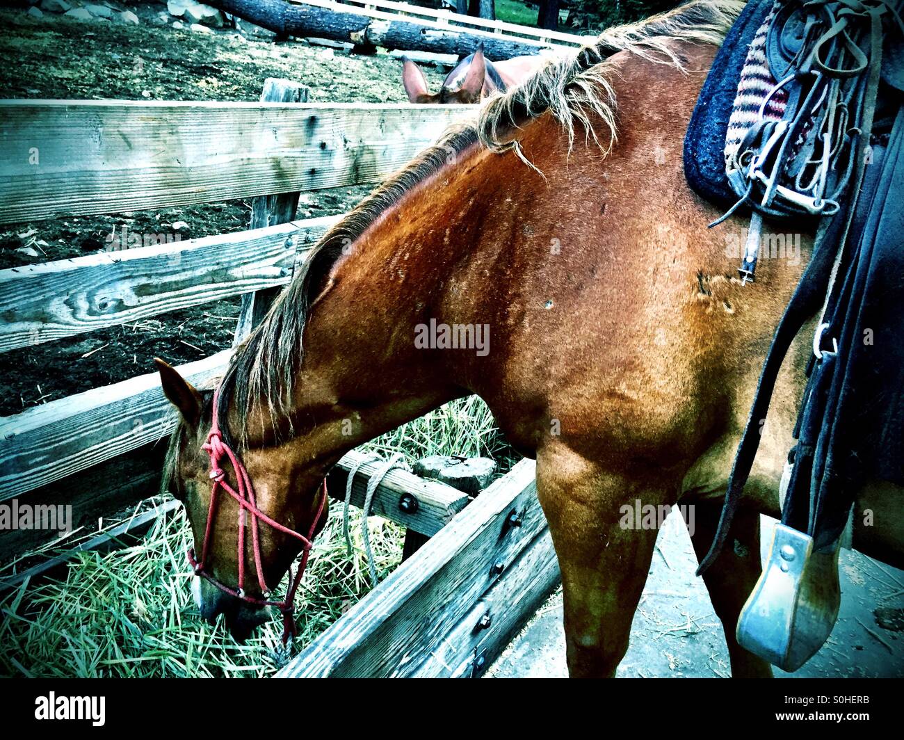 Pack horse morning tack and feed before a long day's ride. - Smartphone Captured Stock Image