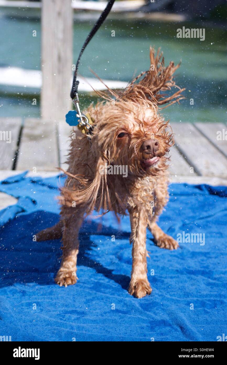 Cockapoo shaking water off Stock Photo - Alamy