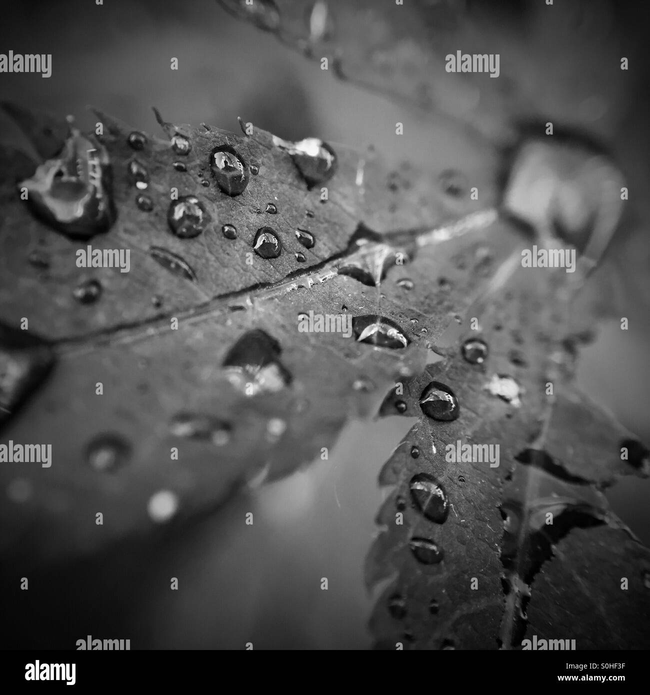 An Acer leaf with water drops. Stock Photo