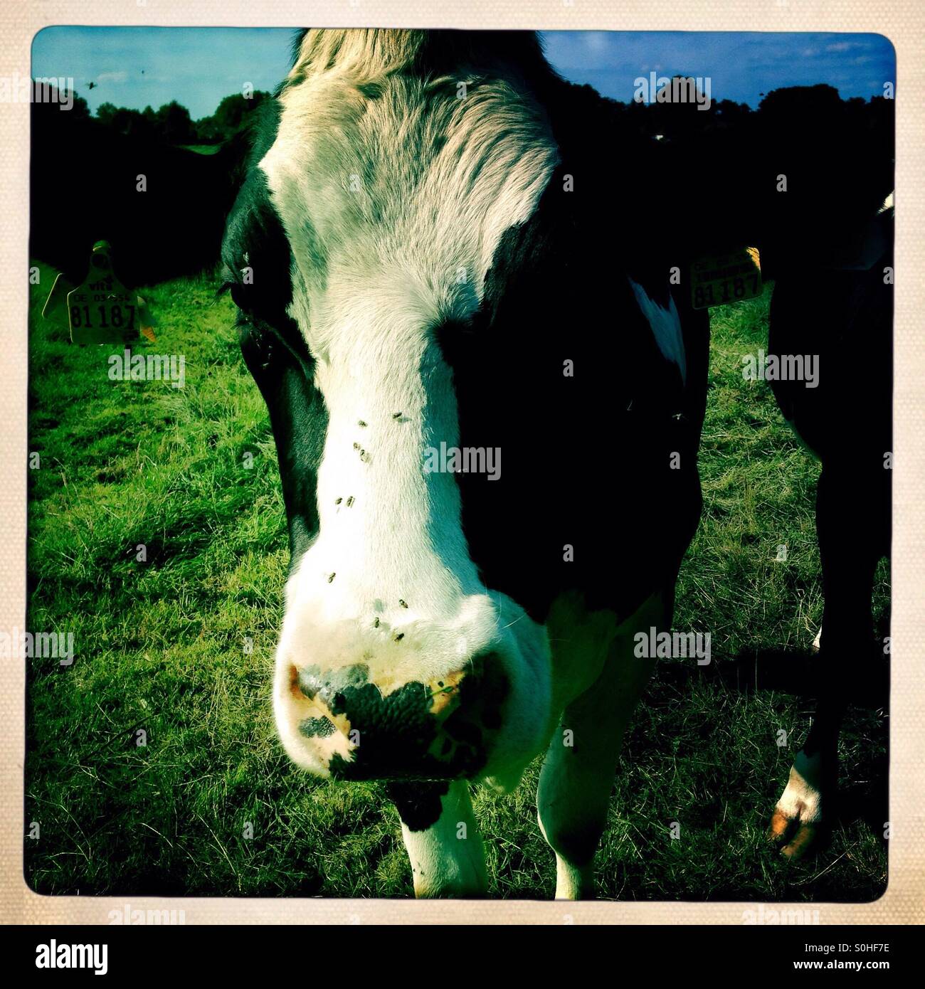 A portrait of a Holstein black and white cow in Hipstamatic retro style - Smartphone Captured Stock Image