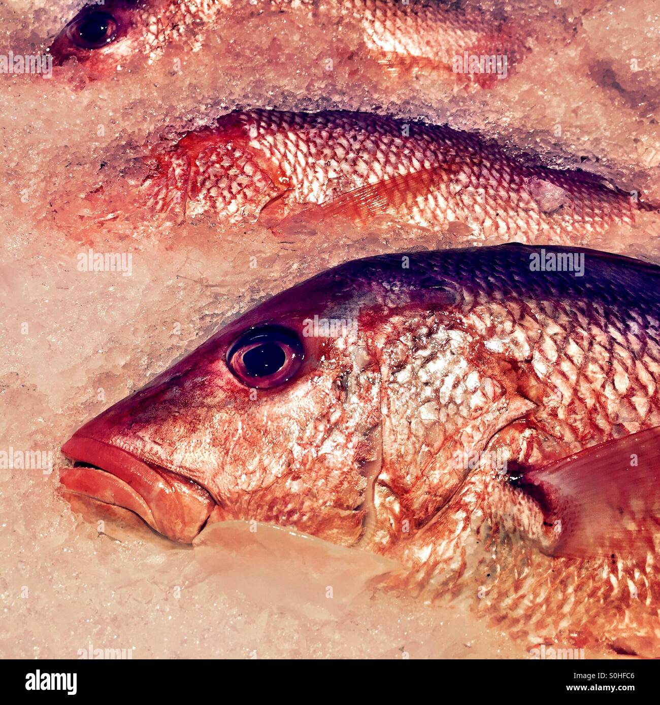 Red snapper on ice. - Smartphone Captured Stock Image