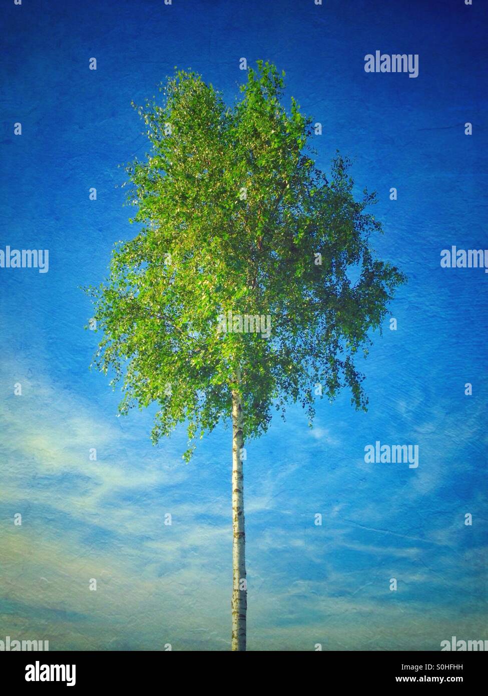 Birch Tree and Blue Sky in worpswede lower Saxony Germany - Smartphone Captured Stock Image