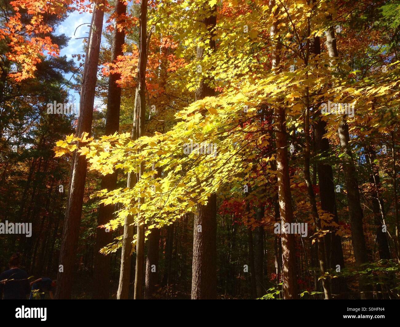 Upstate new york fall foliage hi-res stock photography and images - Alamy