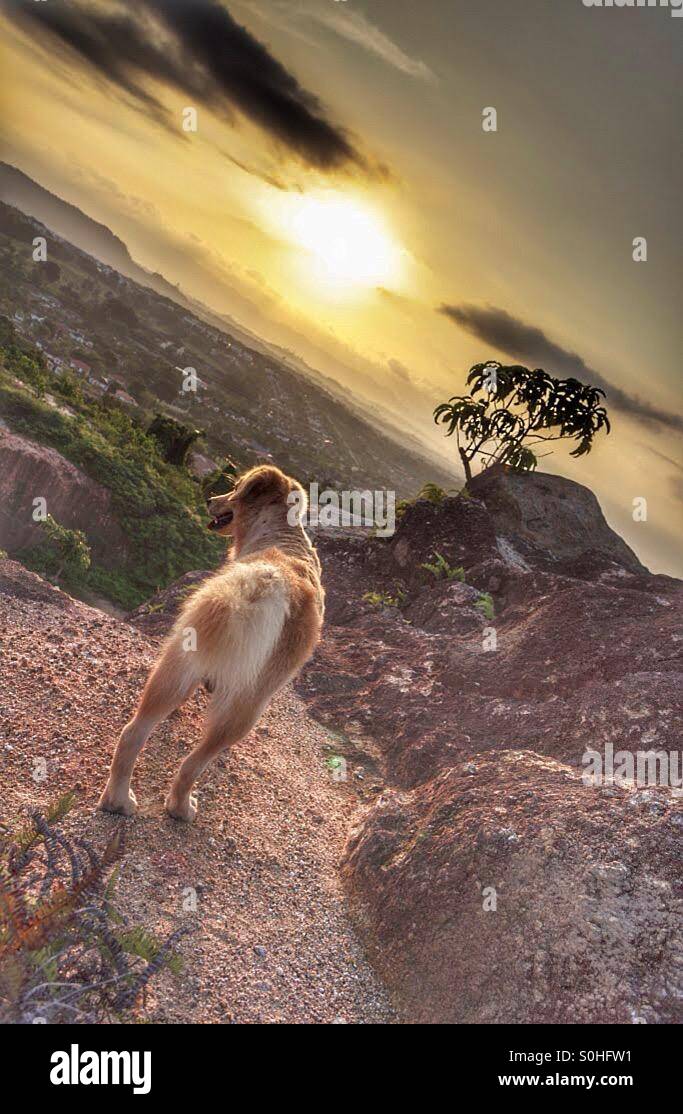 Victor over looking the vast landscape on sunrise. - Smartphone Captured Stock Image