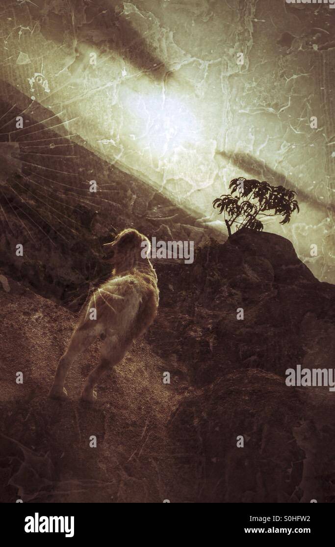 Morning hike with victor on a mountain top. - Smartphone Captured Stock Image