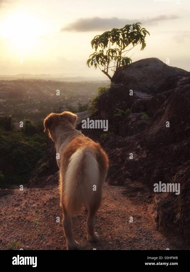 Misty morning sunrise trek with victor. - Smartphone Captured Stock Image