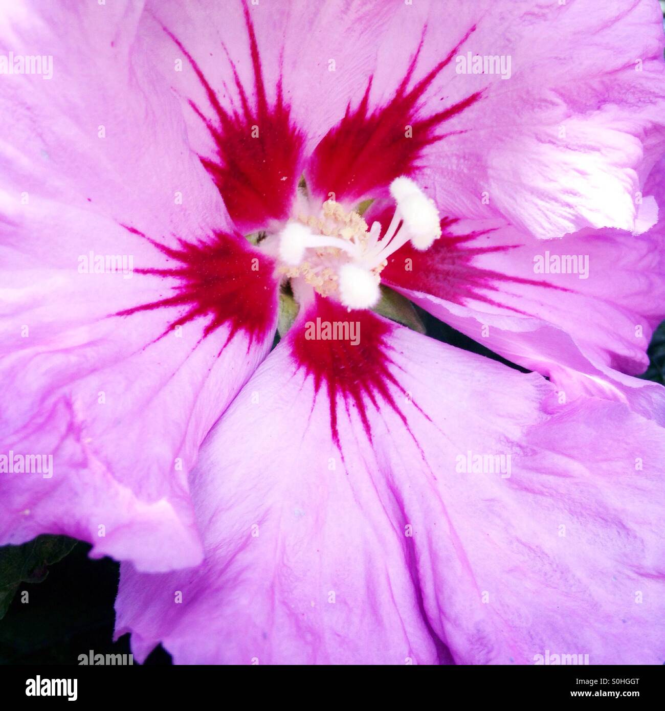 Hibiscus seed hi-res stock photography and images - Alamy