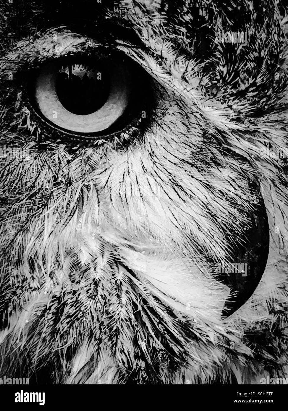 White Owl Black And White Stock Photos Images Alamy