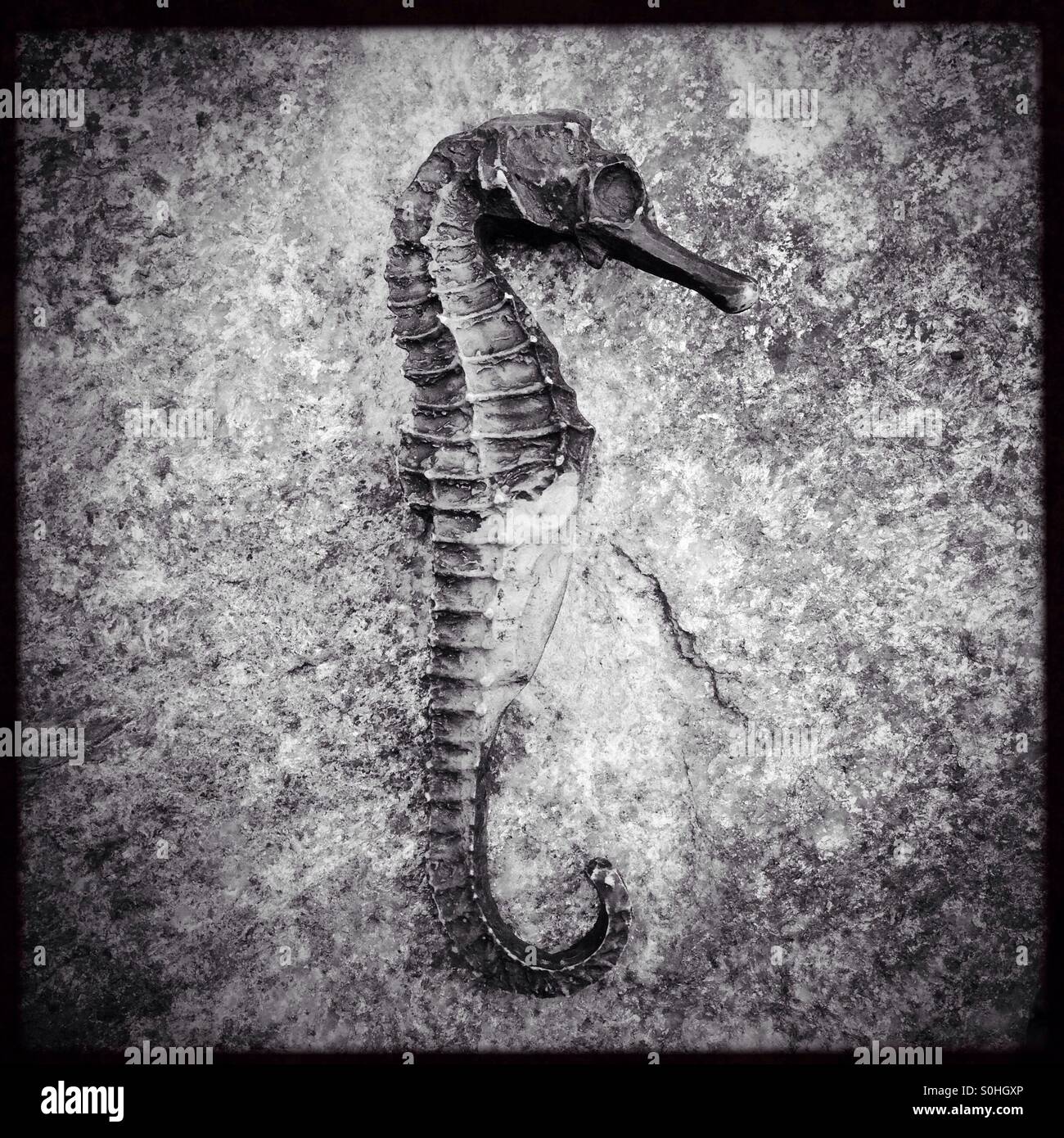 Seahorse - Smartphone Captured Stock Image
