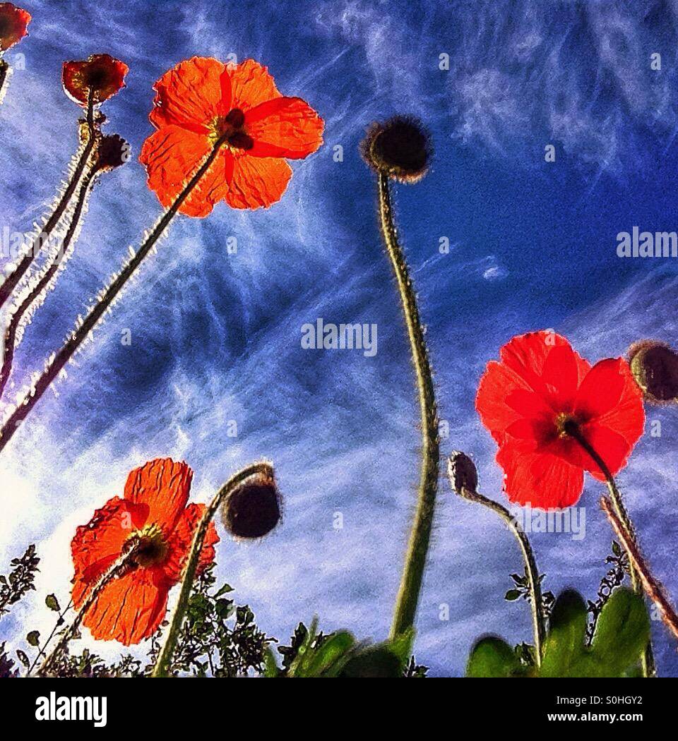 Poppies flowers blue sky clouds hi-res stock photography and images - Alamy