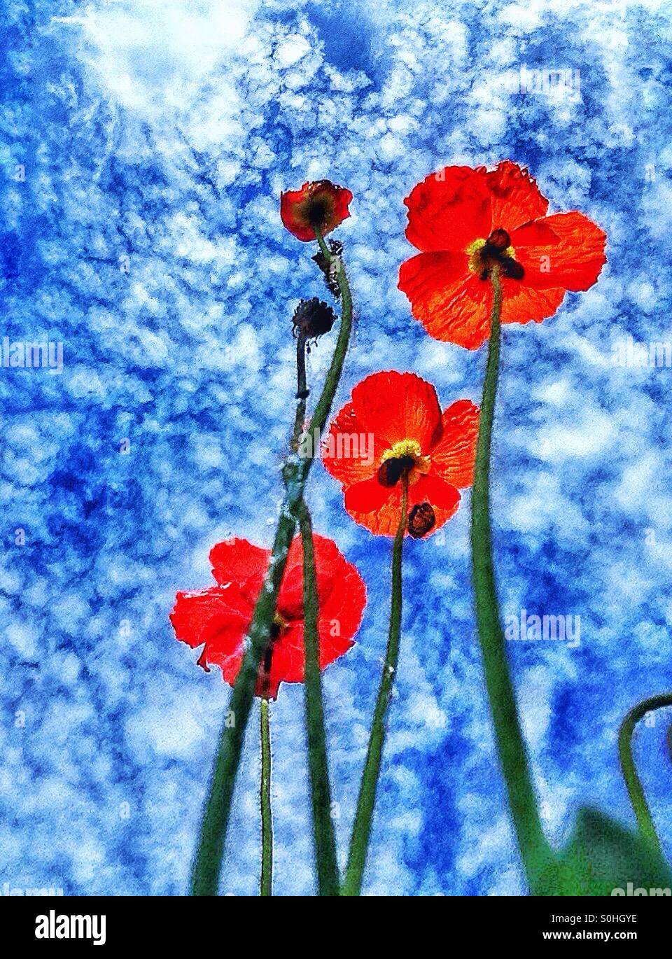 Poppies with blue sky and clouds hi-res stock photography and images ...