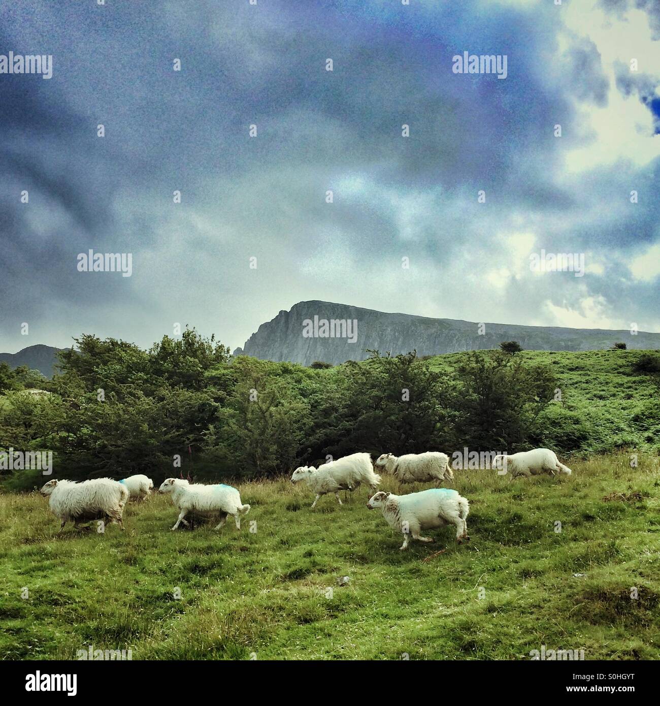 Sheep on a hill near Cadair Idris, the second highest mountain in Wales. - Smartphone Captured Stock Image