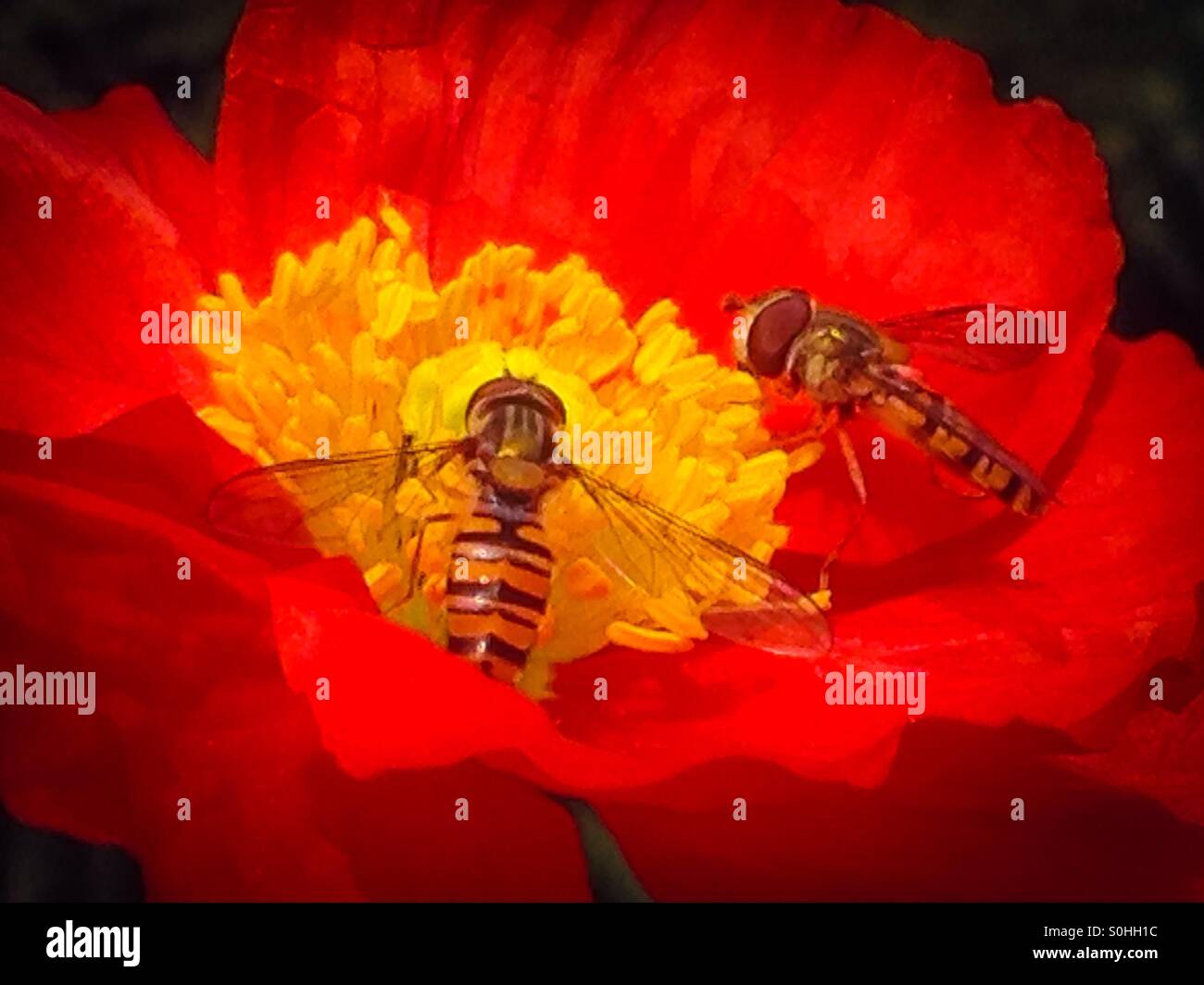 Wasps on a Poppy. Stock Photo