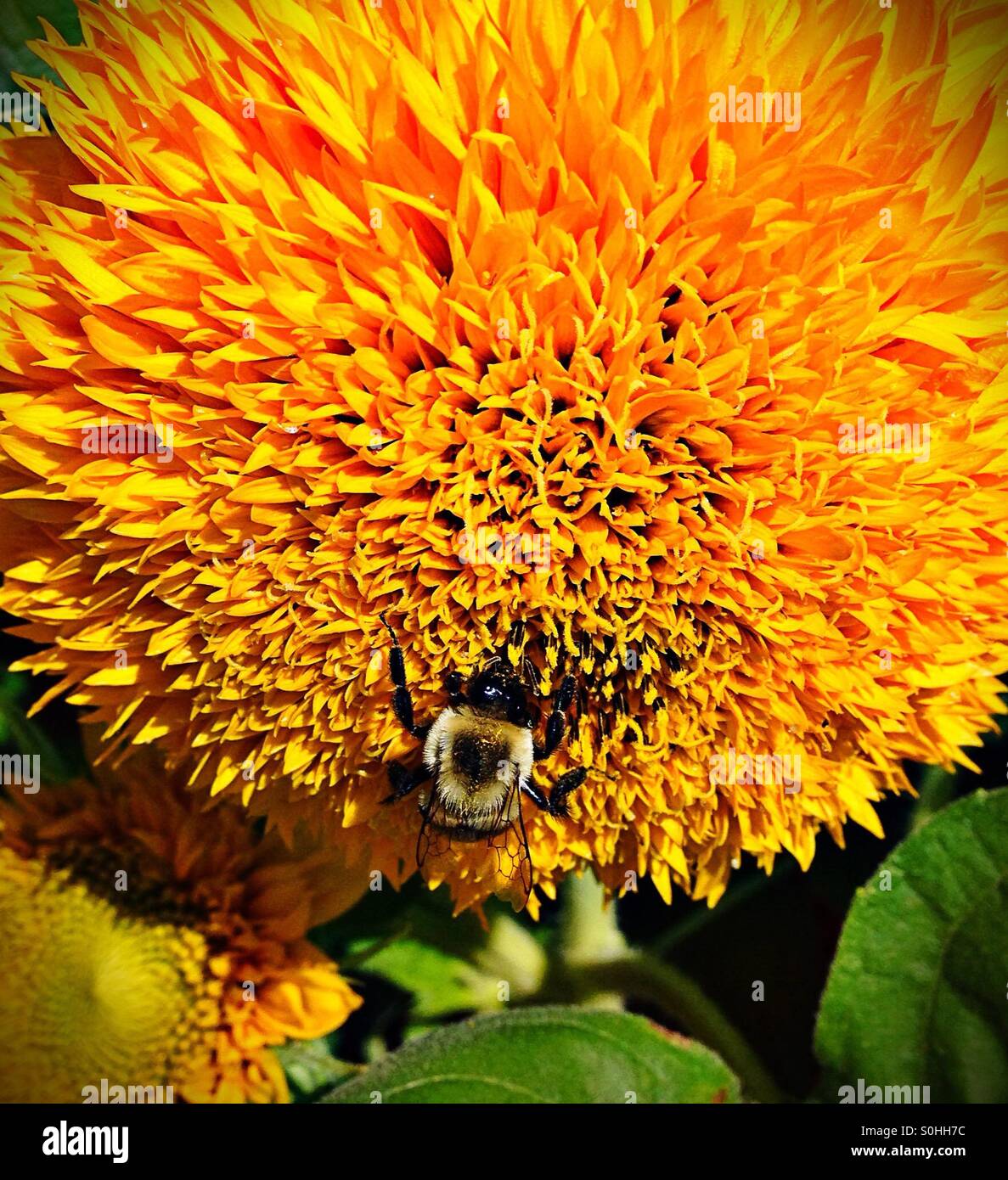 Bee feeding on teddy bear sunflower Stock Photo Alamy