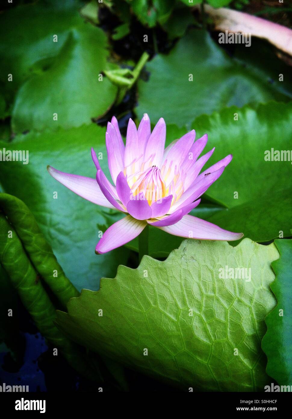 Water lily blooming Stock Photo Alamy