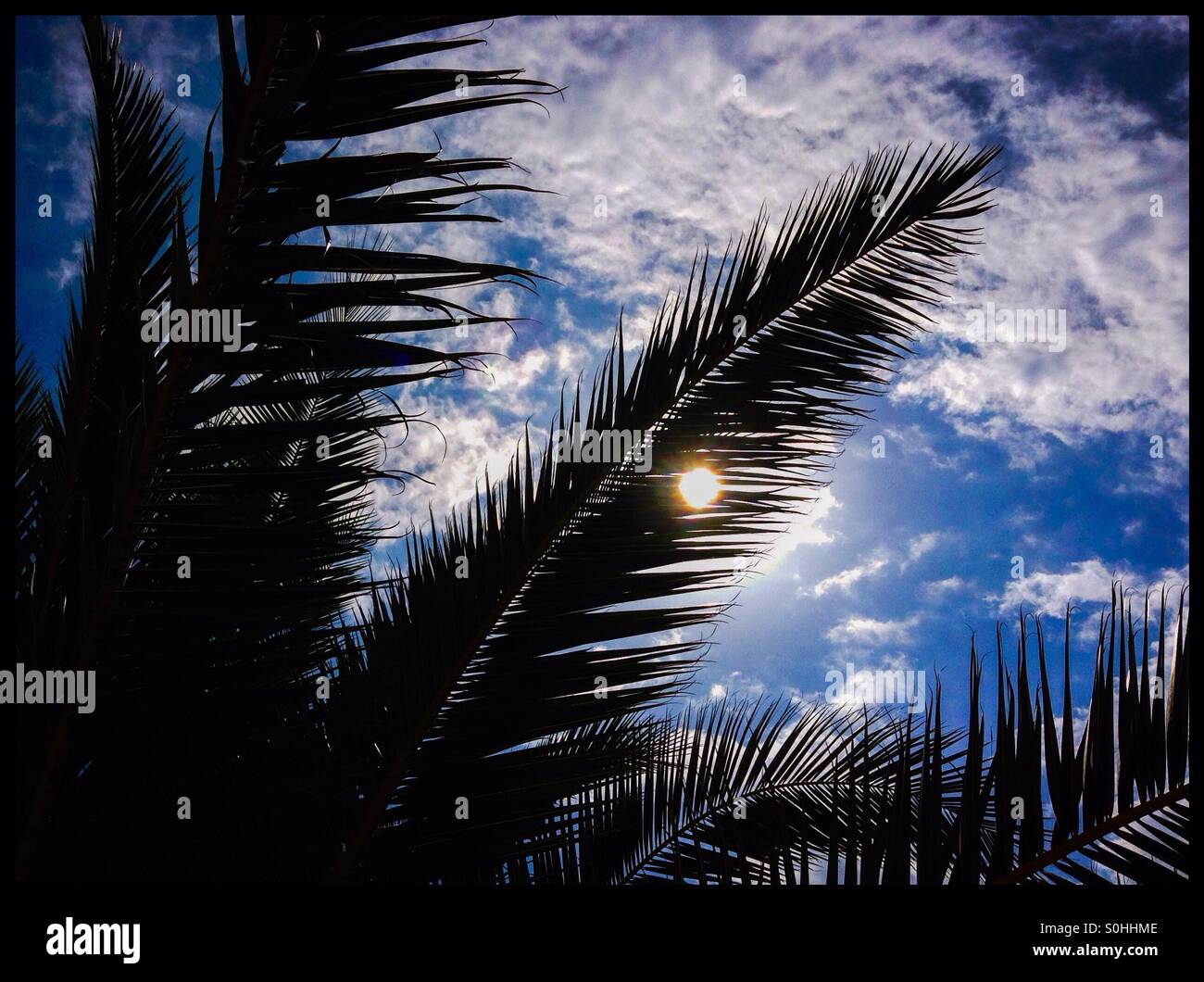 Palm tree fronds filter the Sun against a backdrop of blue sky and white clouds, Catalonia, Spain. - Smartphone Captured Stock Image