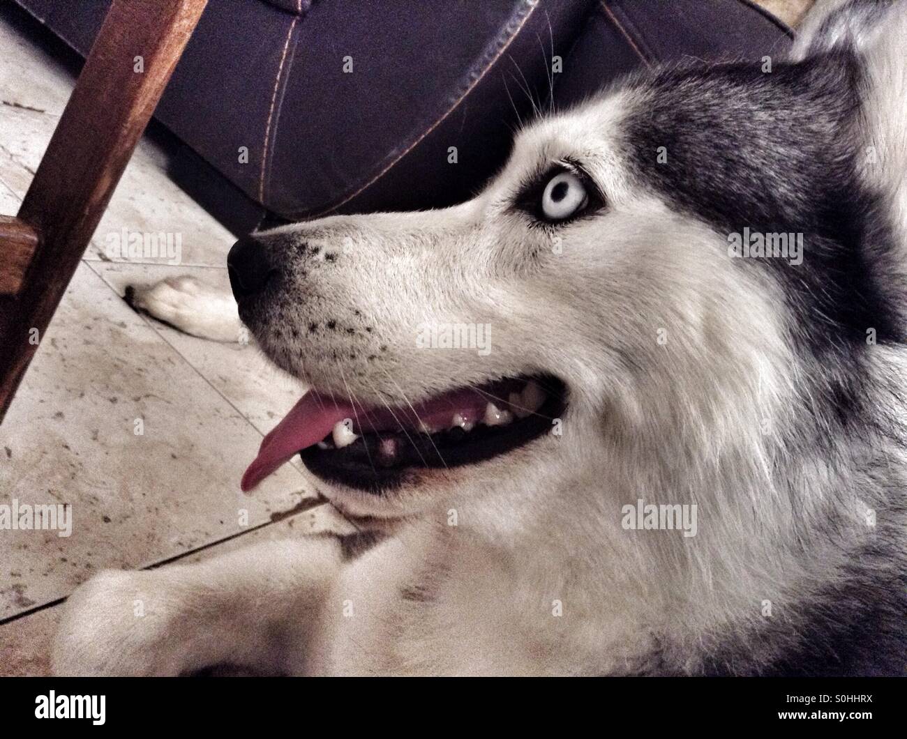 A happy husky dog sitting Stock Photo Alamy